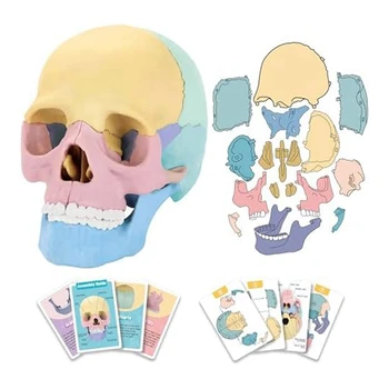 1Set Анатомия человека Череп Головоломка Съемная мини-модель человеческого черепа Клиника Обучение