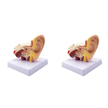 2 шт. 1,5-кратная модель анатомии человеческого уха - профессиональная настольная модель моделирования структуры внутреннего уха для образования