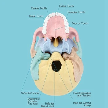 1Set Анатомия человека Череп Головоломка Съемная мини-модель человеческого черепа Клиника Обучение Изображение 2